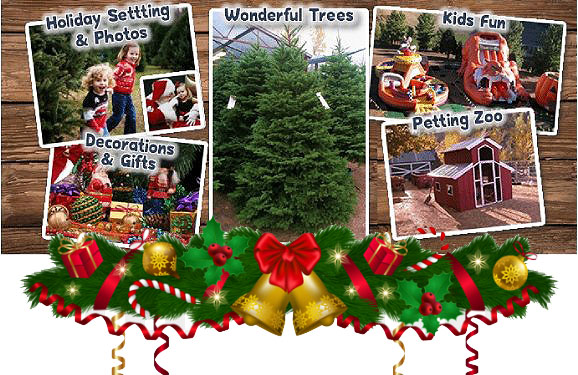 christmas tree farm and pumpkin patch