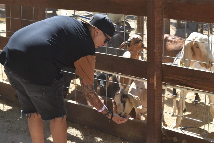 Petting Zoo - Image 7