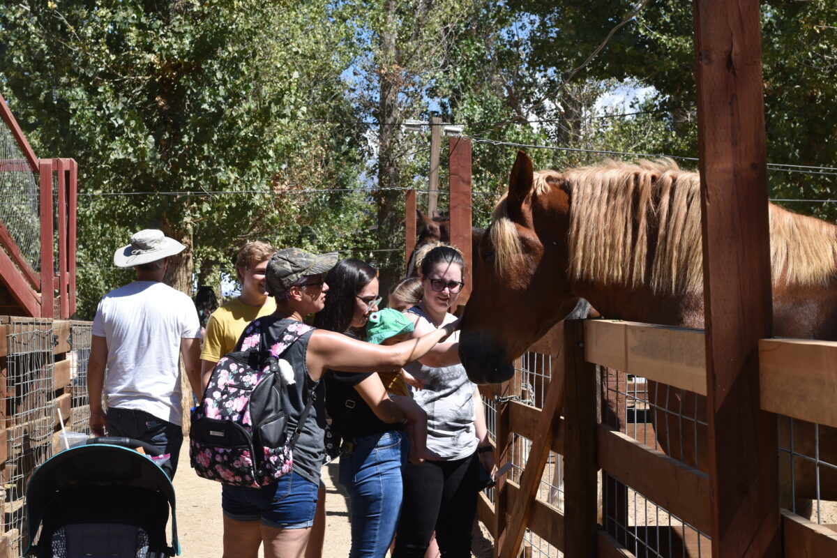 Gallery Live Oak Canyon Pumpkin Patch & Christmas Tree Farm, Redlands