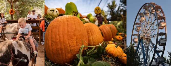 You Pick Pumpkin Field
