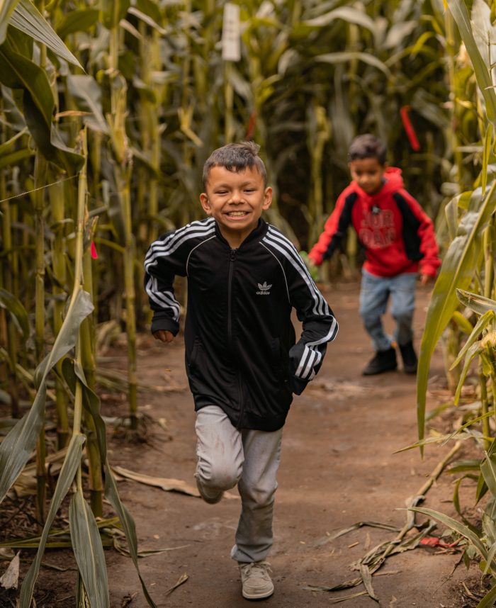 Corn Maze - Image 2