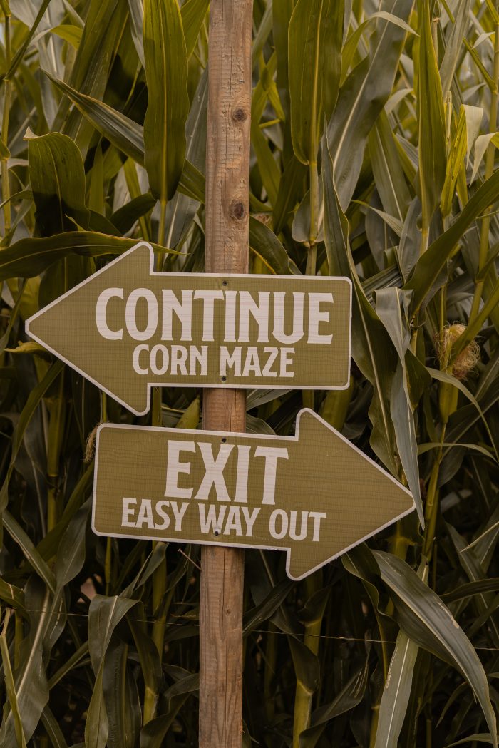 Corn Maze