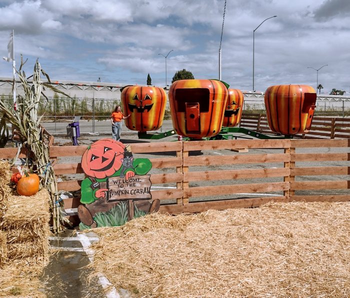 Pumpkin Spin - Image 4