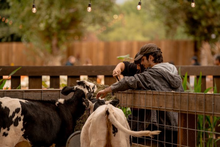 Petting Zoo - Image 2