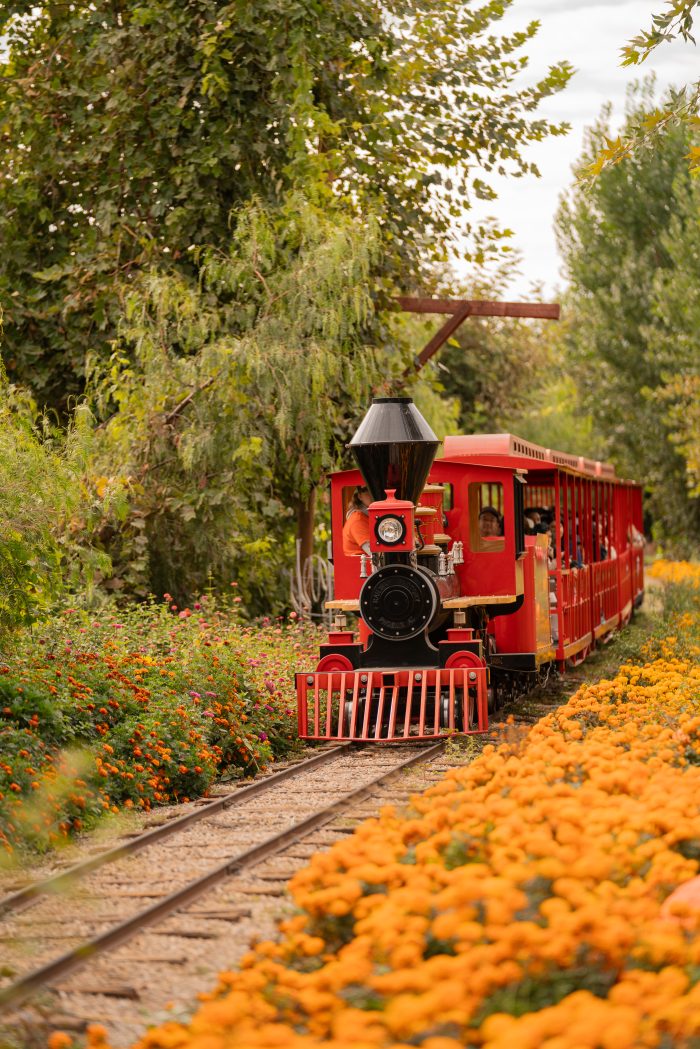 Big Train