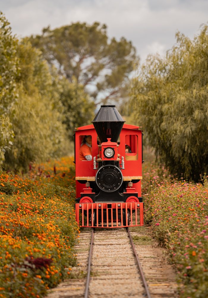 Big Train - Image 4