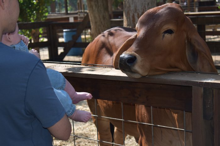 Petting Zoo - Image 3