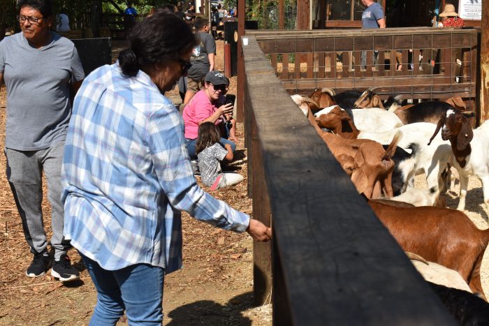 Petting Zoo - Image 6