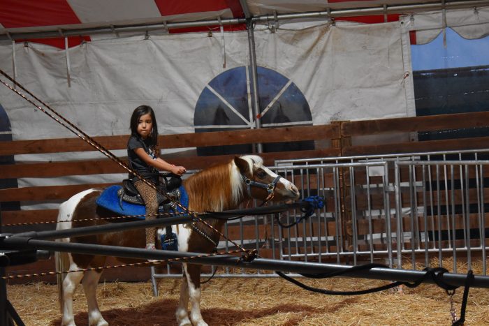 Pony Rides - Image 2