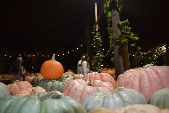 You Pick Pumpkin Field - Image 2