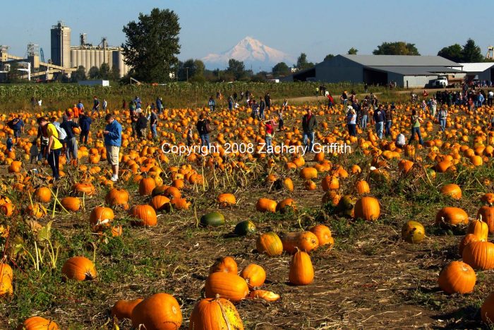 You Pick Pumpkin Field - Image 4