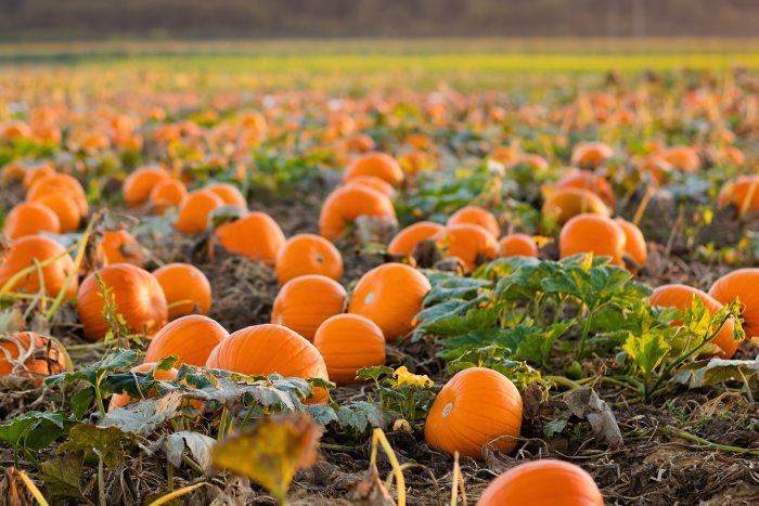 You Pick Pumpkin Field - Image 3