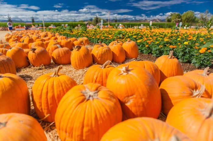 You Pick Pumpkin Field - Image 5