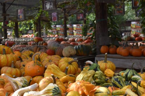 Lots O' Pumpkins