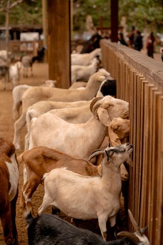 Goats, Line Up