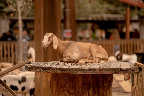 Hangin' with the Goats